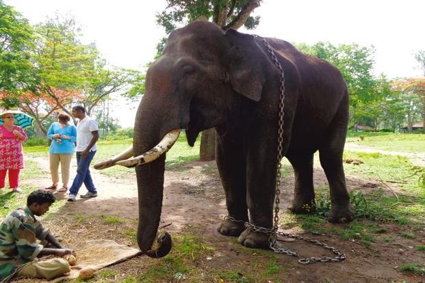 nguoi va voi gianh dat song tai An Do anh 7
