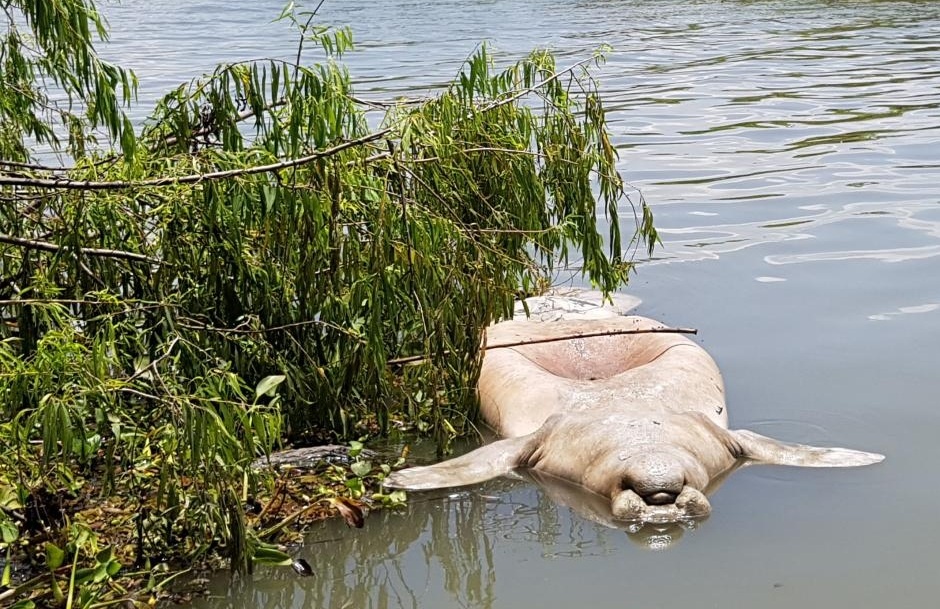 Mexico dieu tra nguyen nhan bi an khien bo bien chet hang loat hinh anh