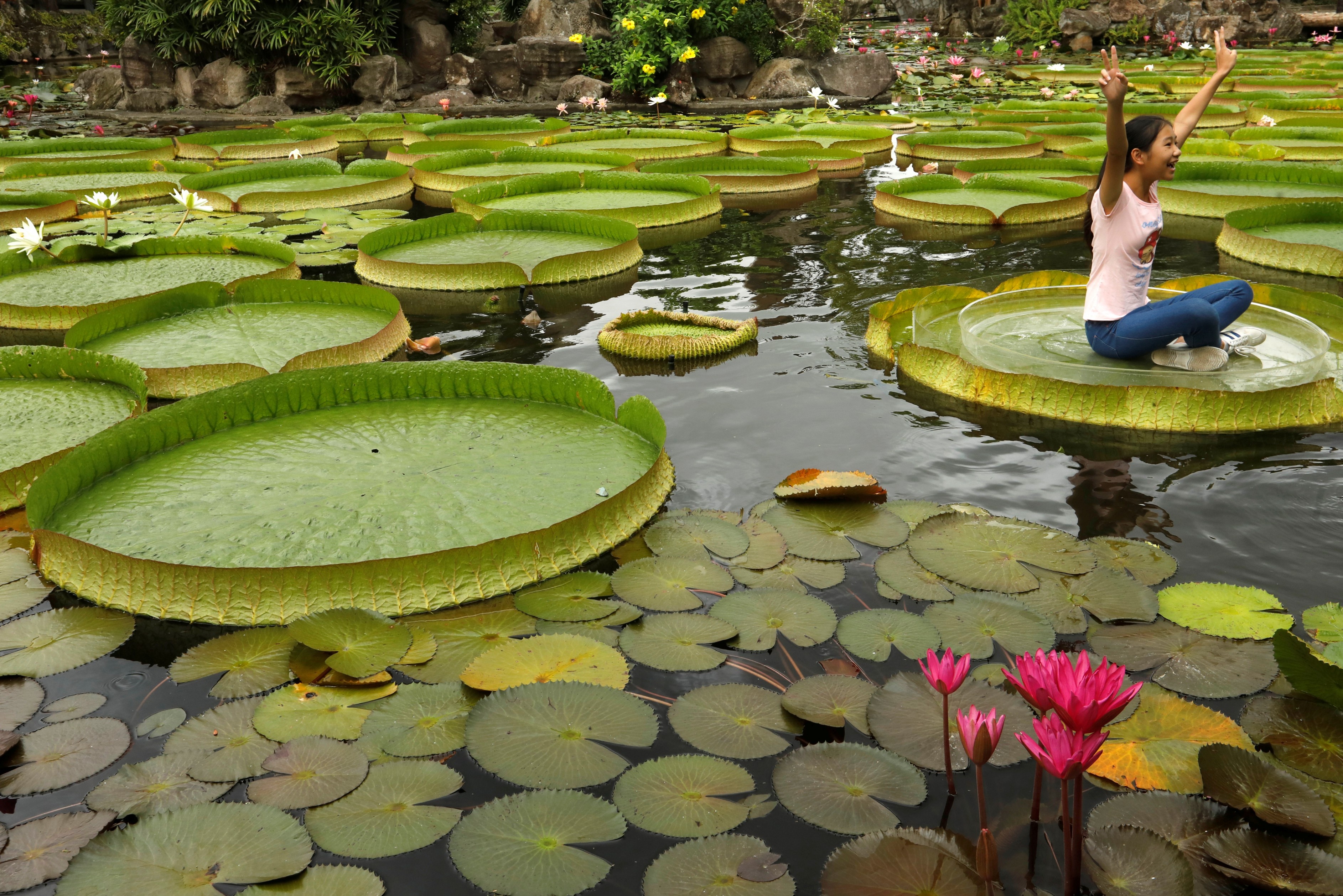 ngồi trên lá súng khổng lồ tại Đài Bắc ảnh 5 ngoi tren la sung khong lo tai Dai Bac anh 5