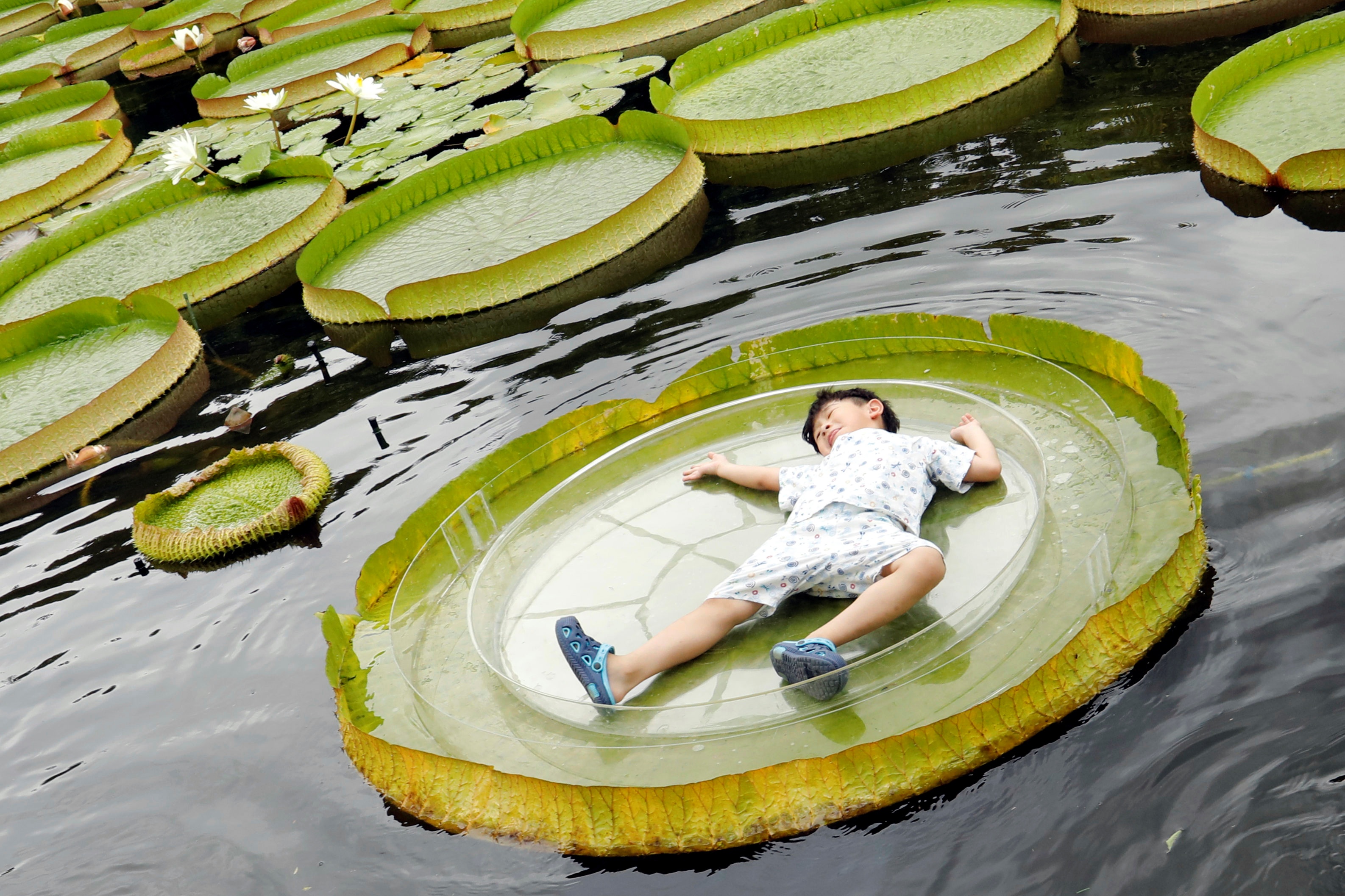 ngoi tren la sung khong lo tai Dai Bac anh 8