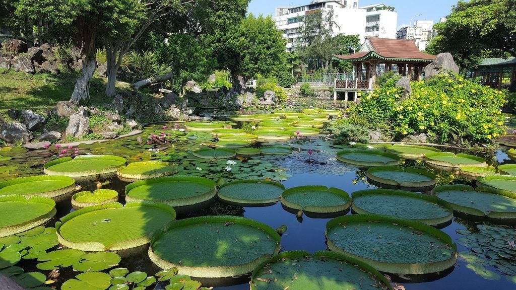 ngồi trên lá súng khổng lồ tại Đài Bắc ảnh 1 ngoi tren la sung khong lo tai Dai Bac anh 1