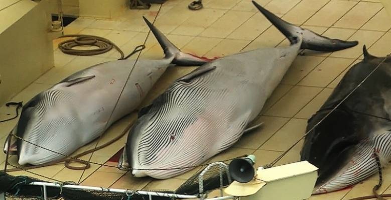 Nhat Ban bat 177 ca voi, khang dinh ca voi khong bi de doa tuyet chung hinh anh