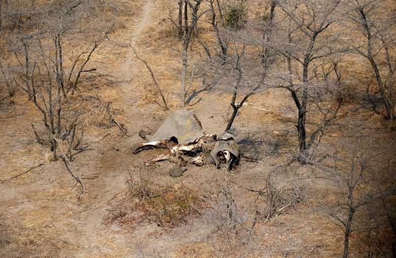 phát hiện xác voi ở Botswana ảnh 1 phat hien xac voi o Botswana anh 1