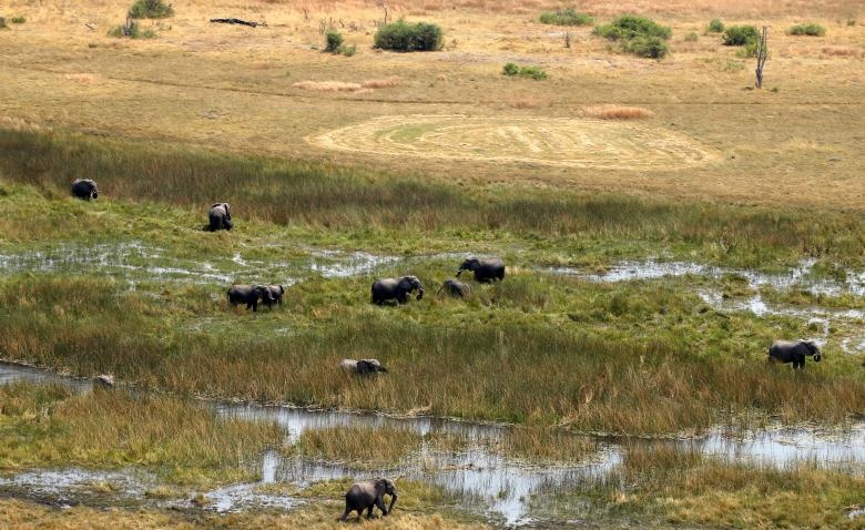 phát hiện xác voi ở Botswana ảnh 9 phat hien xac voi o Botswana anh 9