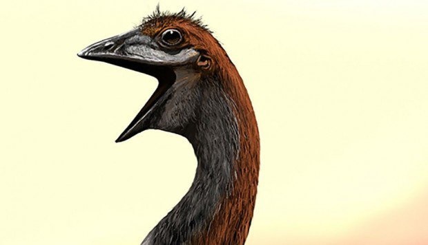 Giai ma bi an ve loai chim lon nhat the gioi nang 860 kg hinh anh