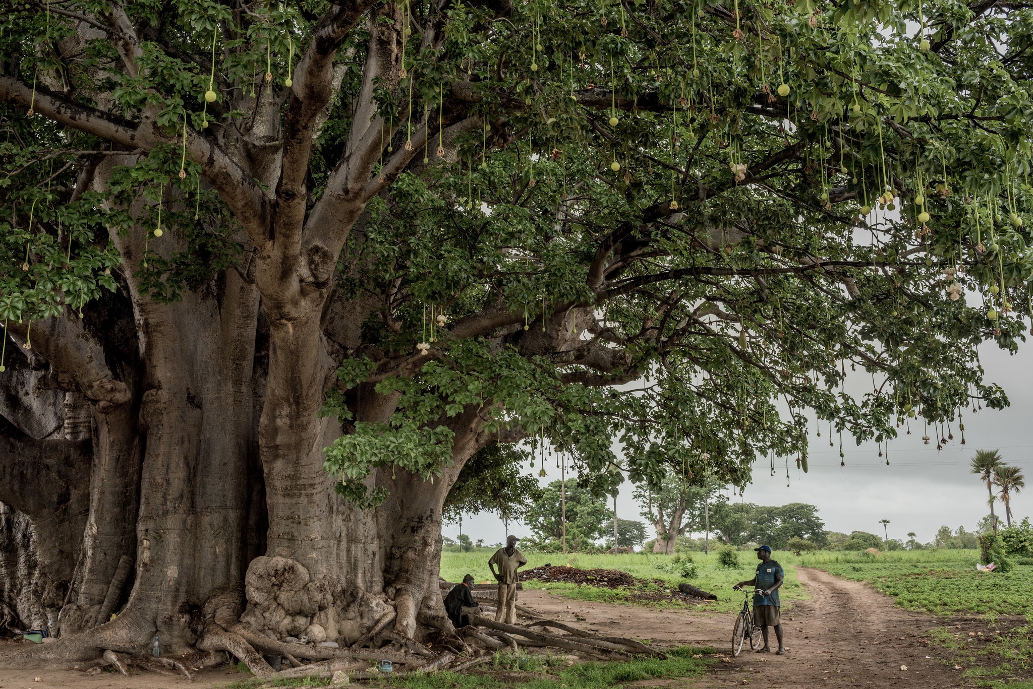 cay bao bap o chau Phi anh 2