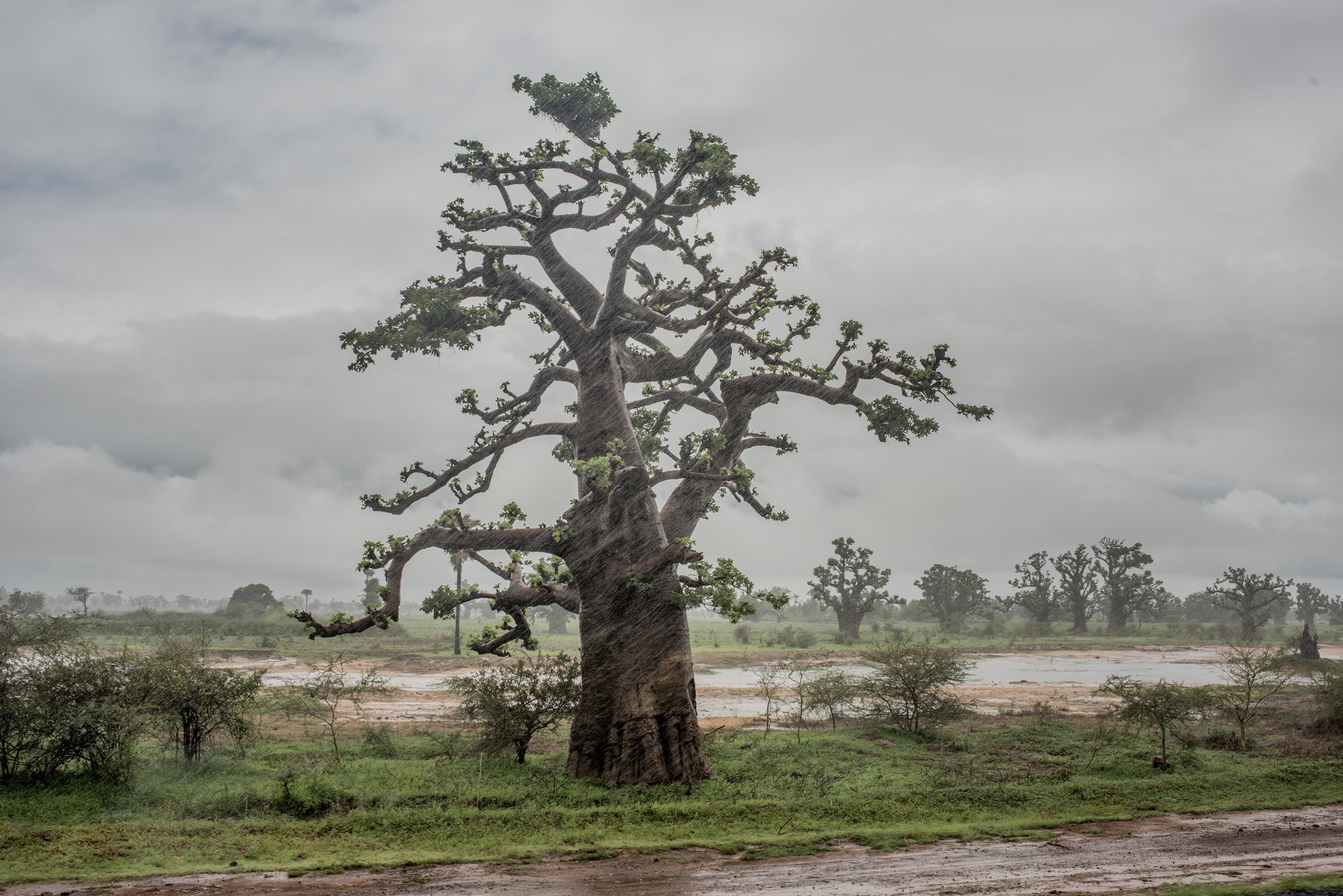 cay bao bap o chau Phi anh 3