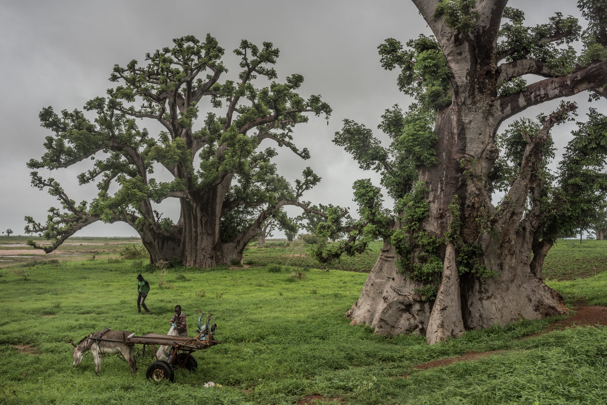 cay bao bap o chau Phi anh 8