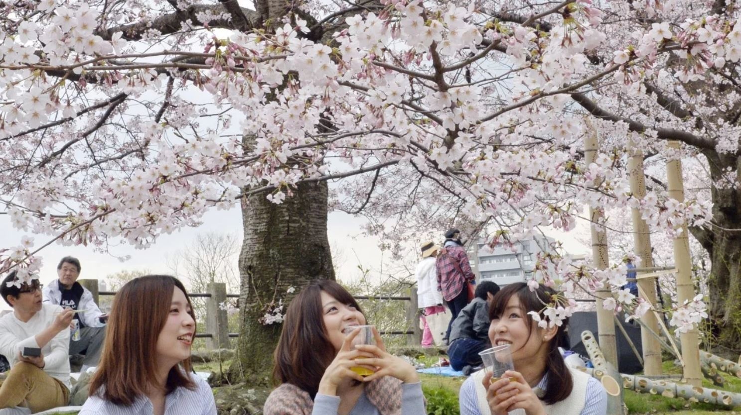 hoa dao Nhat Ban no giua mua thu anh 2