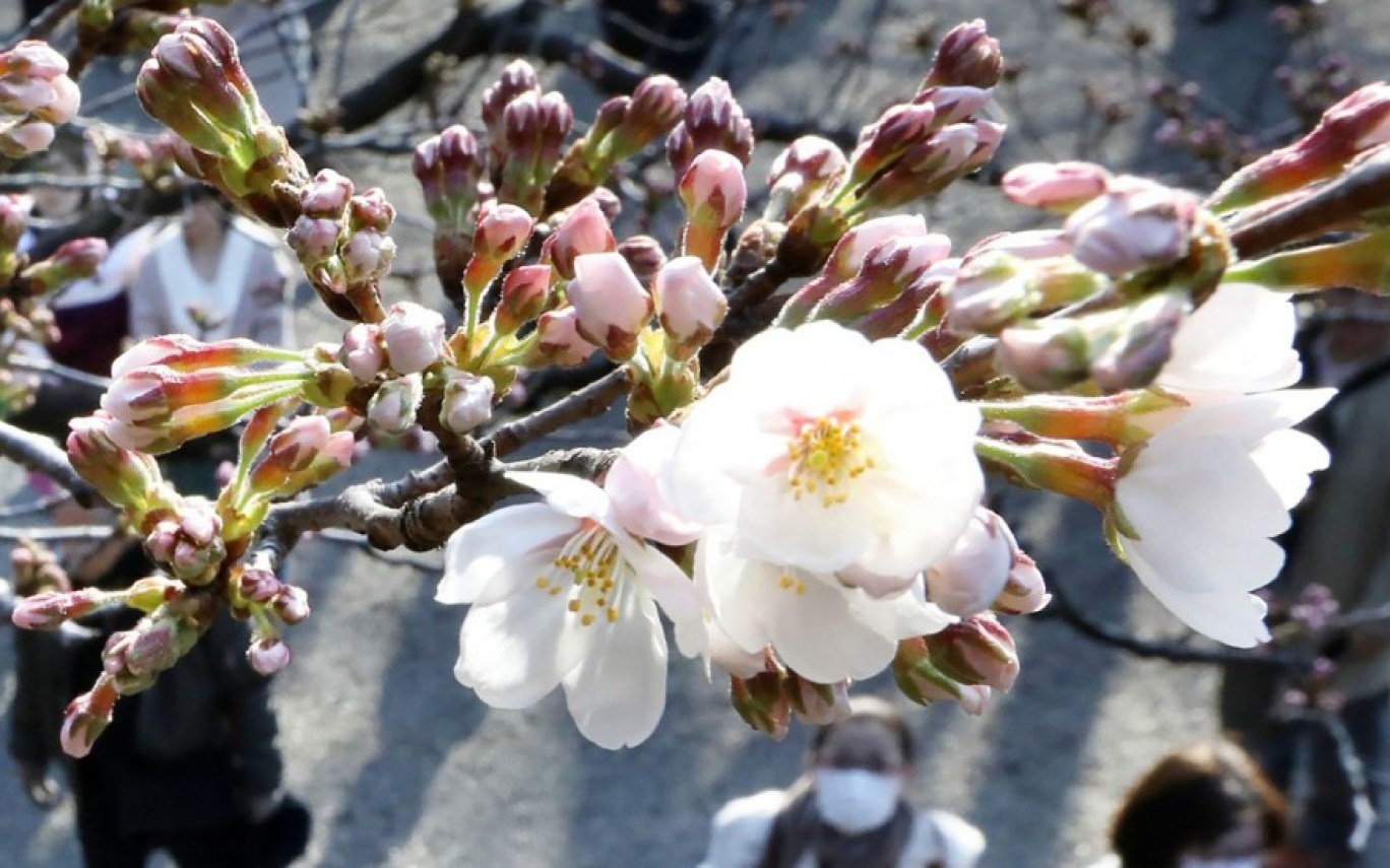 hoa đào Nhật Bản nở giữa mùa thu ảnh 3 hoa dao Nhat Ban no giua mua thu anh 3