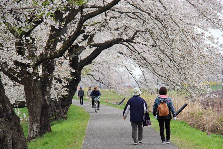 hoa đào Nhật Bản nở giữa mùa thu ảnh 8 hoa dao Nhat Ban no giua mua thu anh 8