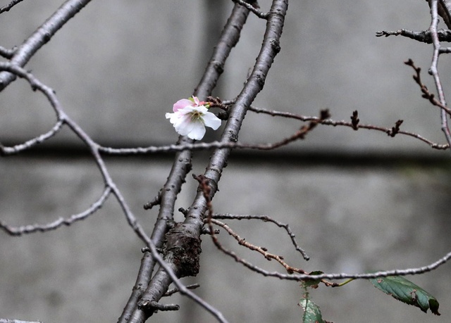 hoa đào Nhật Bản nở giữa mùa thu ảnh 7 hoa dao Nhat Ban no giua mua thu anh 7