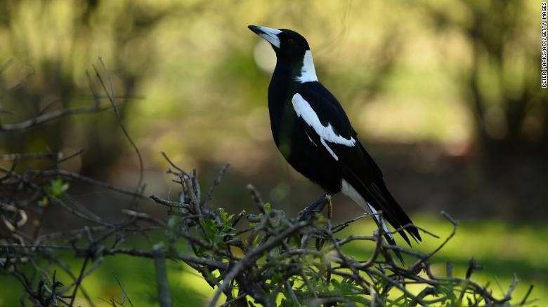 chim ác là tại Australia ảnh 2 chim ac la tai Australia anh 2