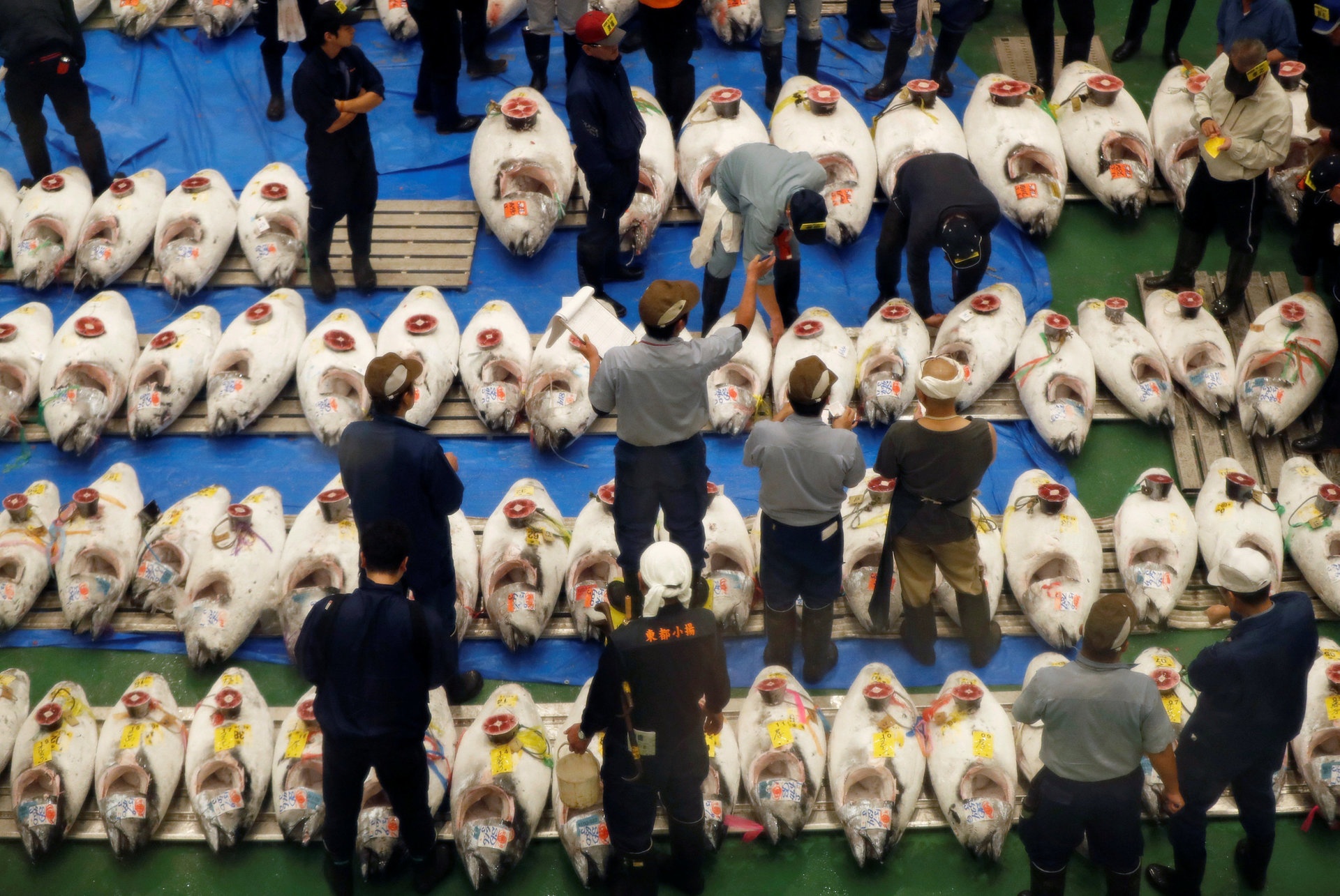 cho ca lon nhat the gioi o Nhat Ban anh 2