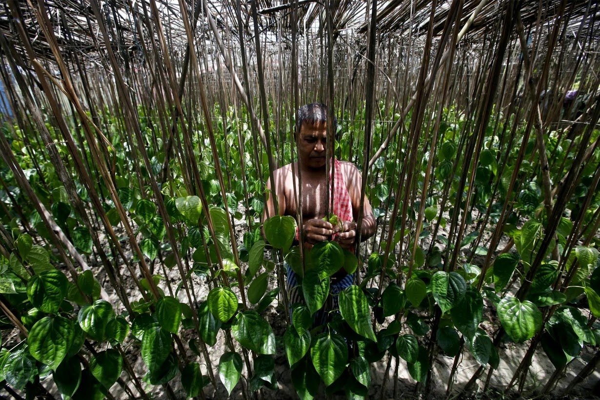 dao An Do bien mat,  dao Ghoramara anh 3