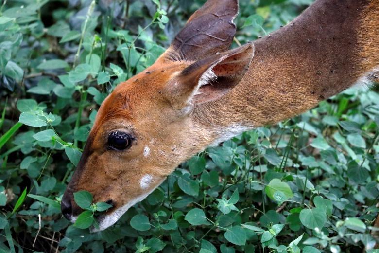 vuon thu safari tai Nairobi anh 7