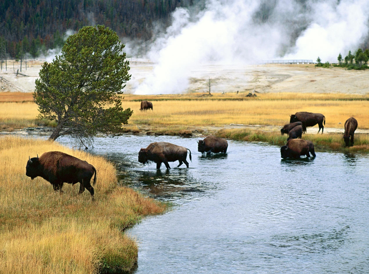 tho dan My cuu bo rung khoi tuyet chung anh 2