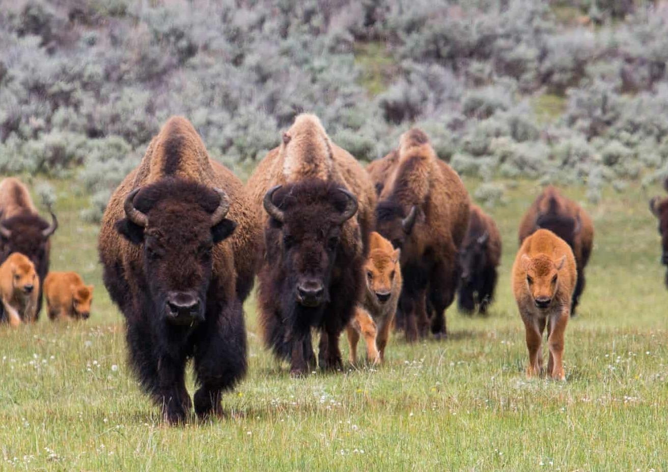 Tho dan My cuu loai bo rung song sot tu Ky bang ha khoi tuyet chung hinh anh