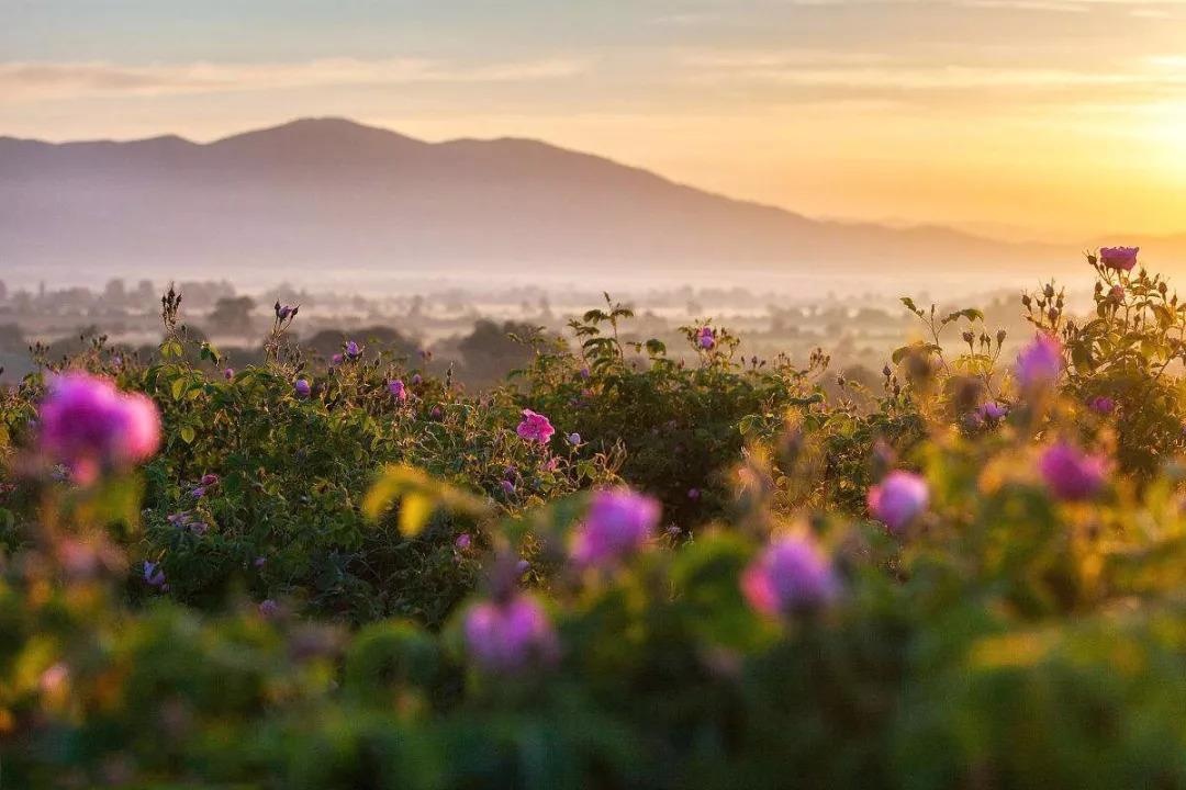 nguyên liệu làm nước hoa ảnh 2 nguyen lieu lam nuoc hoa anh 2