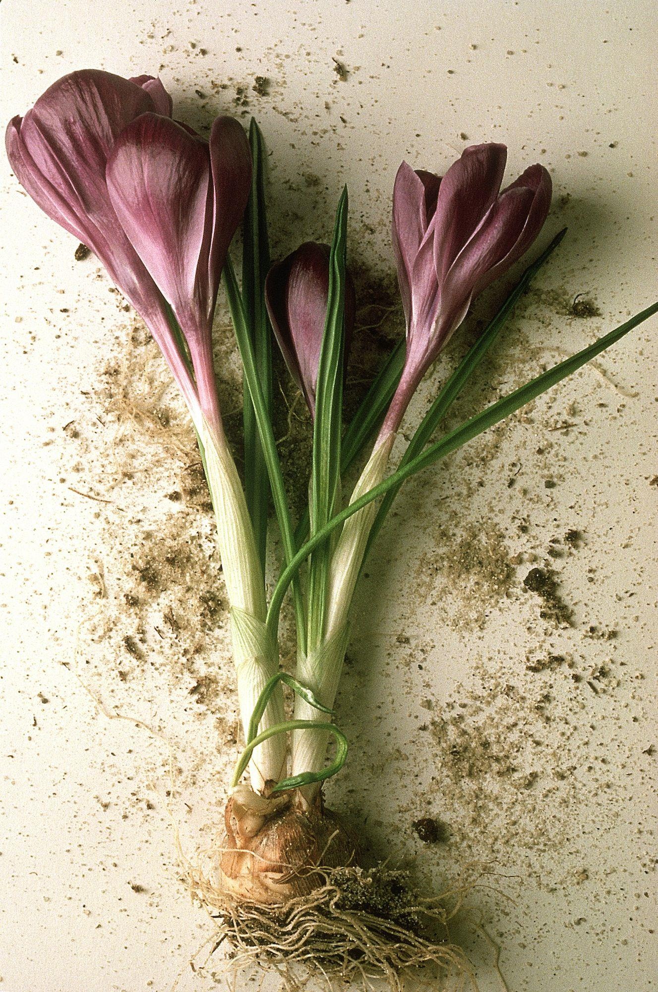 nguyên liệu làm nước hoa ảnh 3 nguyen lieu lam nuoc hoa anh 3