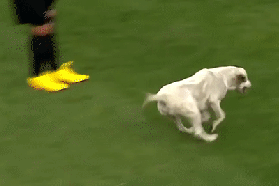 Cho chay vao san tranh bong cua cau thu hinh anh