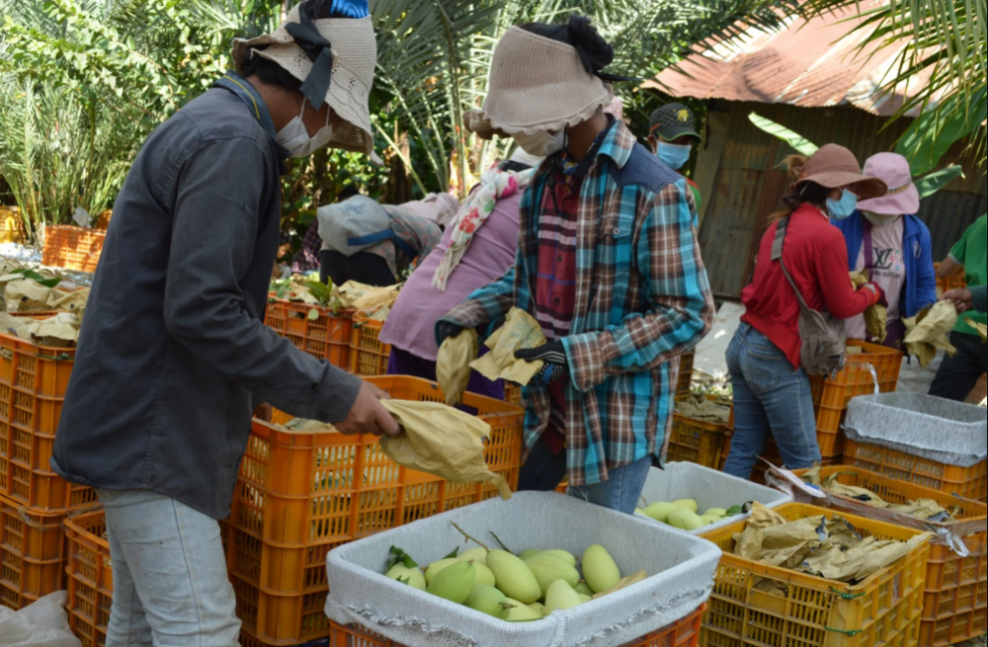 Co hoi xuat khau truc tiep sang Trung Quoc cua trai xoai Campuchia. anh 2