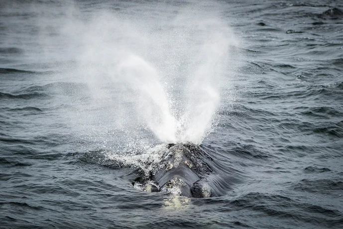 Ca voi tron Bac Dai Tay Duong tren bo vuc tuyet chung hinh anh