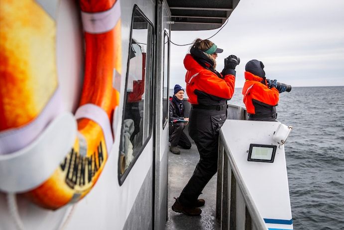 Loai ca voi tron Bac Dai Tay Duong roi vao tinh trang nguy cap. anh 2