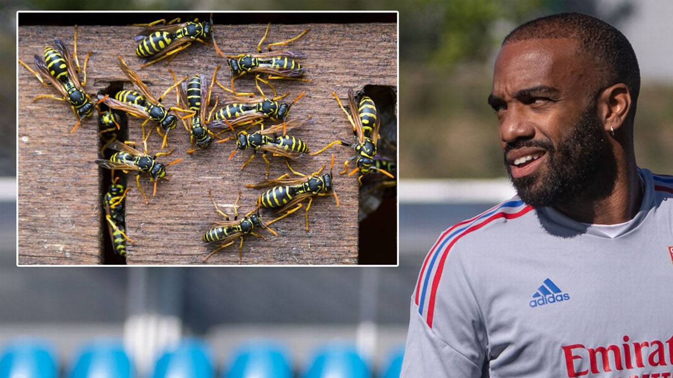 Cuu tien dao Arsenal bi 10 vet ong dot anh 1