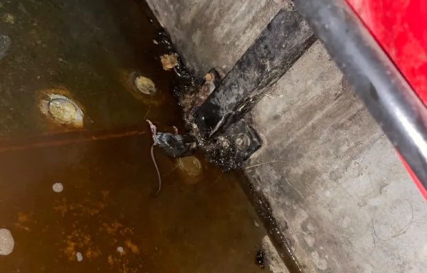 Chuot chet xuat hien o Old Trafford hinh anh