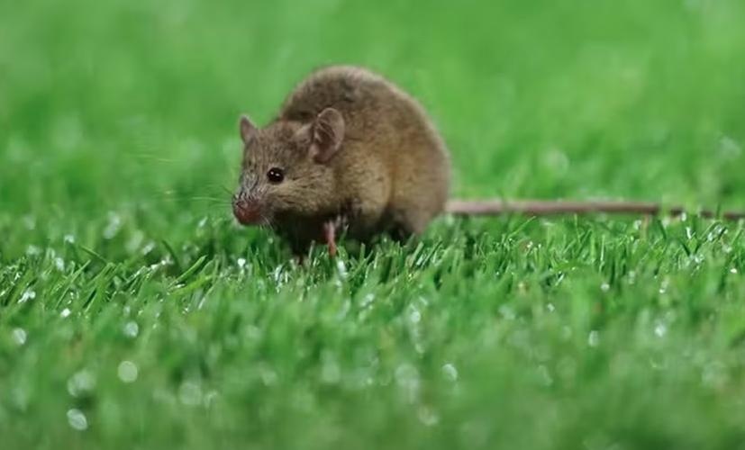 Chuot lai xuat hien o Old Trafford hinh anh