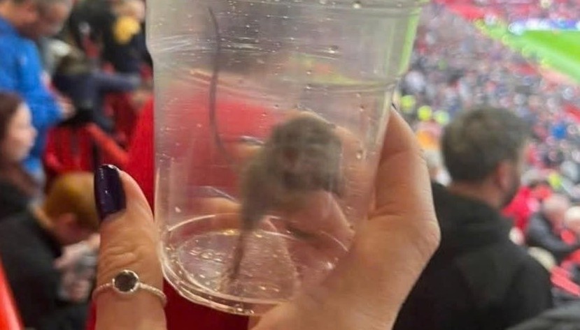 CDV bat chuot o Old Trafford hinh anh