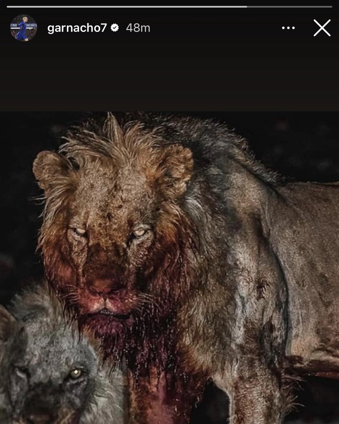 Garnacho (bild 1) Garnacho anh 1