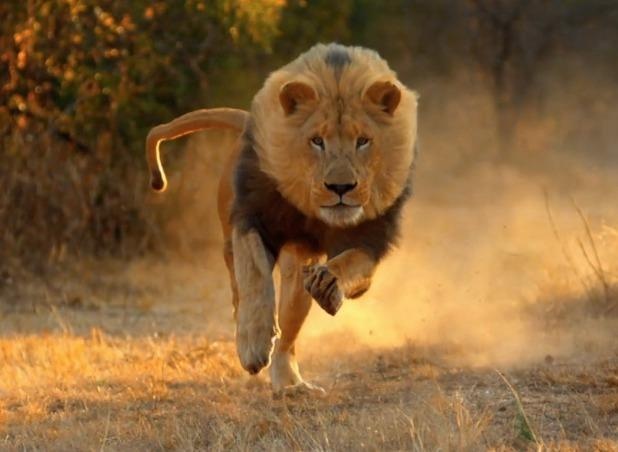 3 su tu bi ban chet sau khi tron khoi vuon quoc gia Nam Phi hinh anh