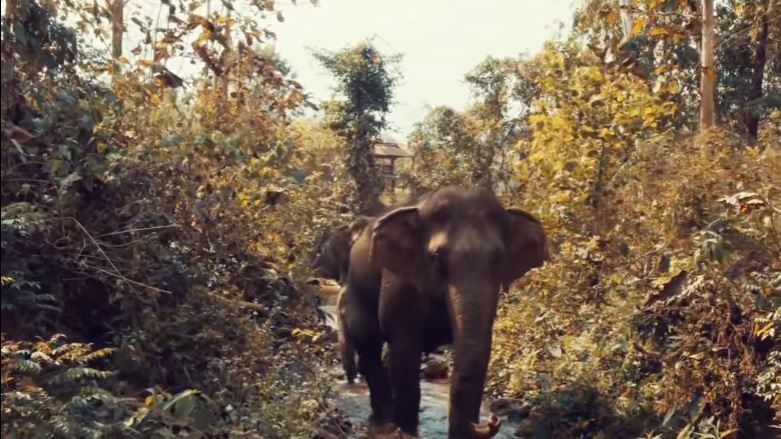 Voi o trai MandaLao hinh anh