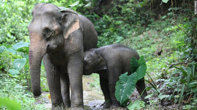 Hanh trinh gian nan bao ton loai voi o dat nuoc 'Trieu voi' hinh anh