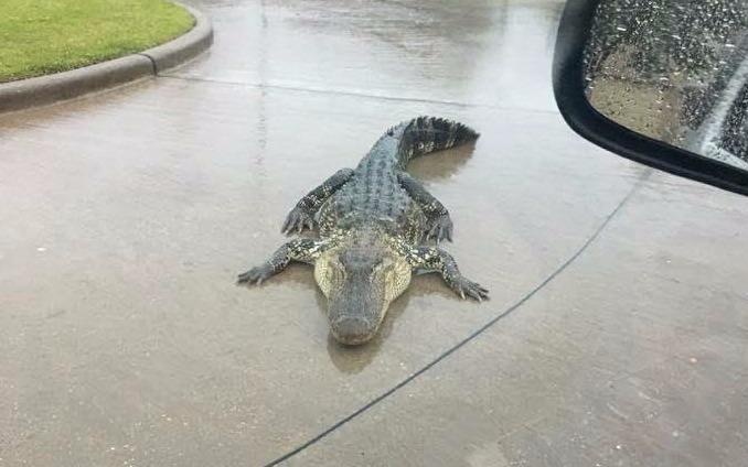 Sieu bao Harvey: Nguoi Viet khong dam ra duong vi so ran va ca sau hinh anh