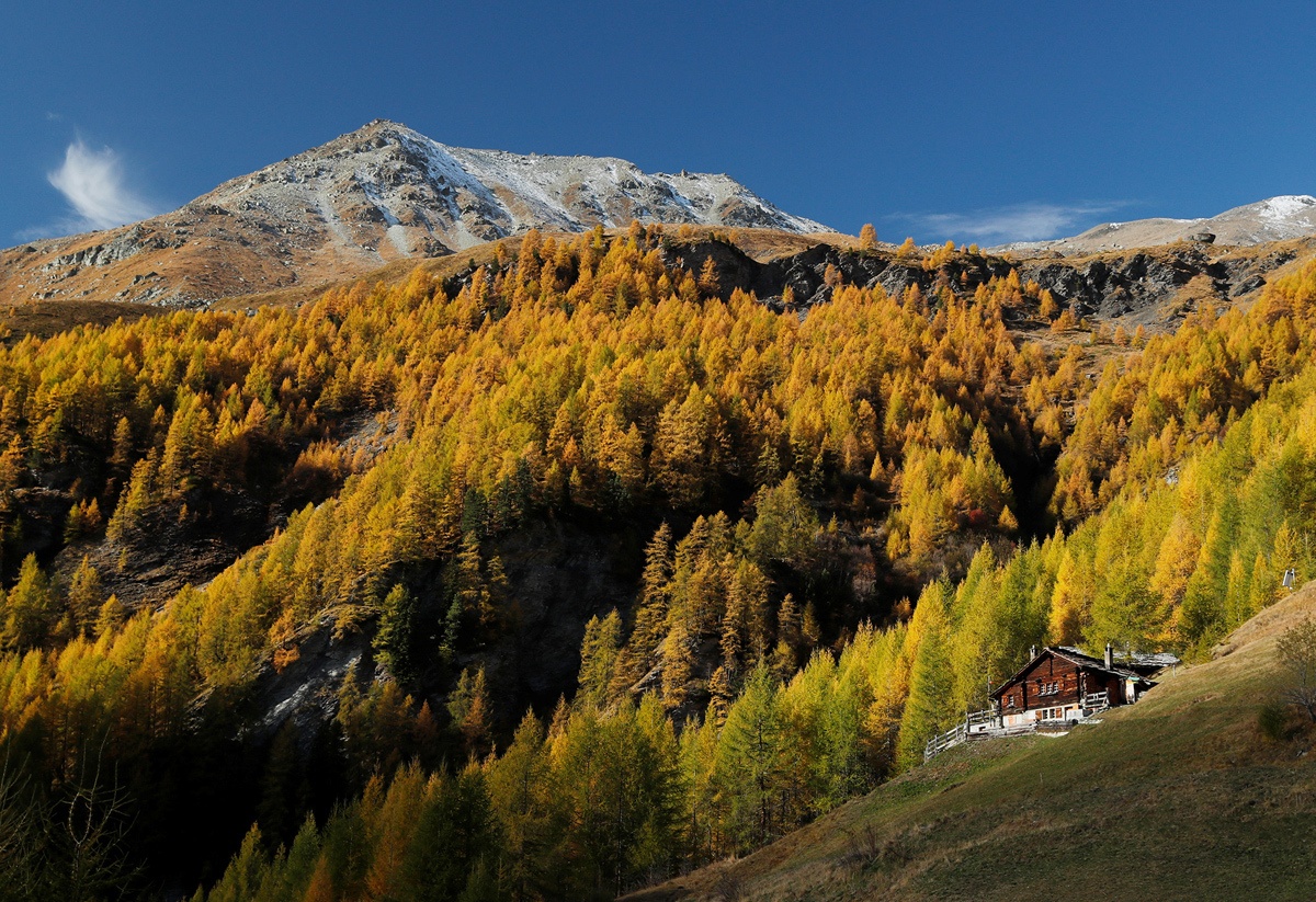 Putin nuôi chó ảnh 7 Putin nuoi cho anh 7