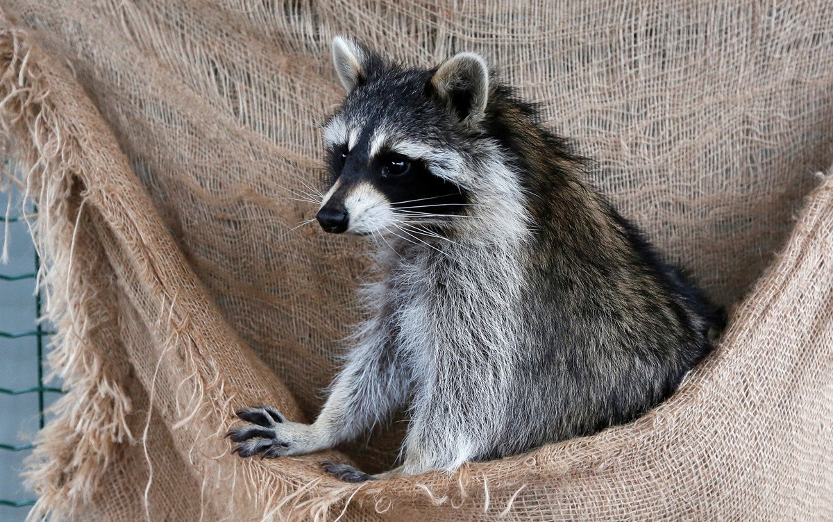 Putin nuôi chó ảnh 8 Putin nuoi cho anh 8