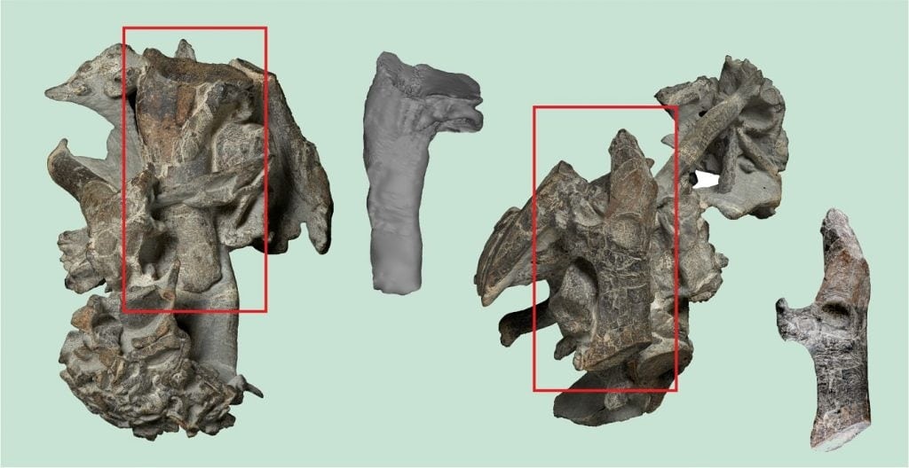 chim cánh cụt ảnh 2 chim canh cut anh 2