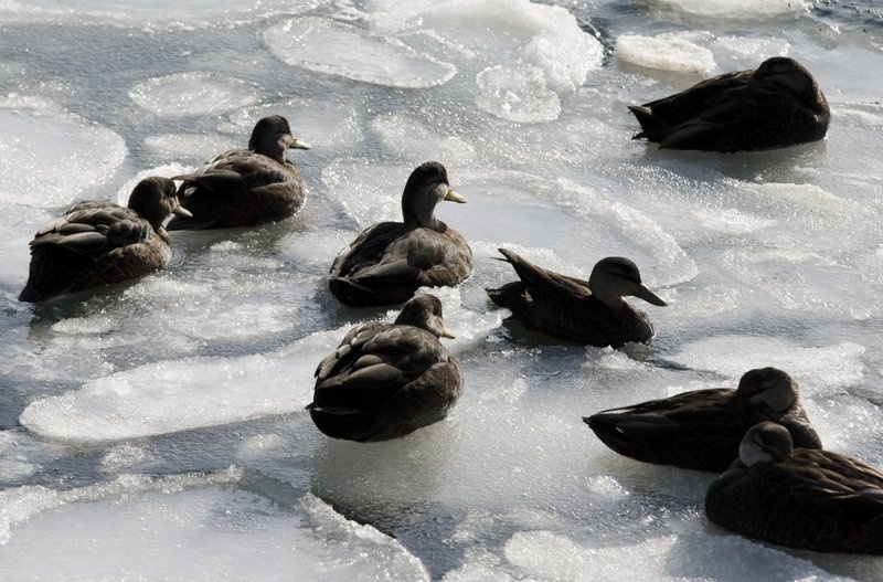 tuyet roi o My anh 6