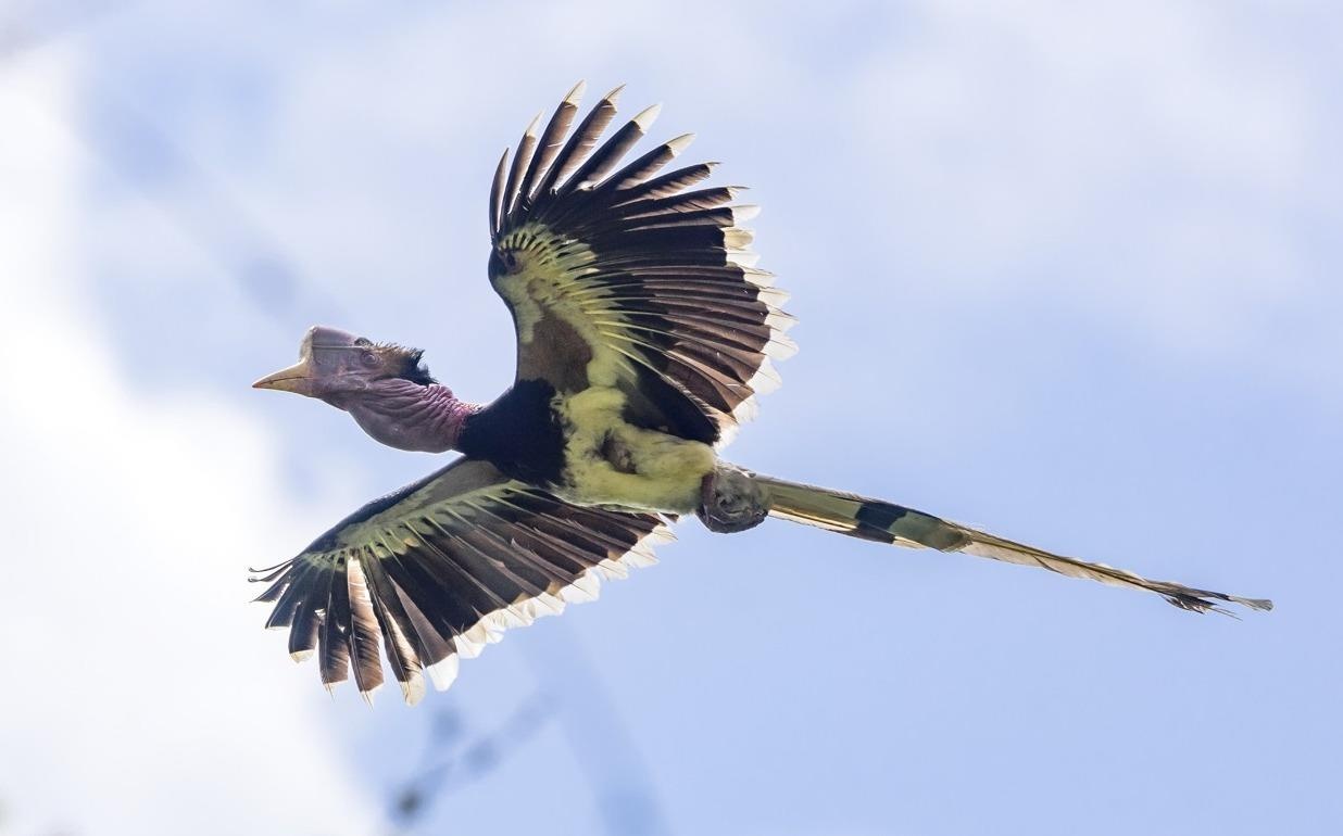 Con khat 'sung do': Bi kich tuyet chung cua loai chim co hinh anh