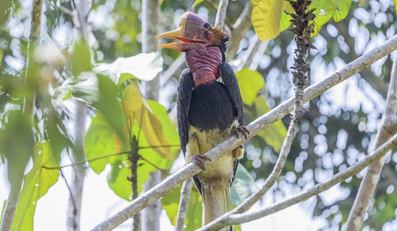 hong hoang mu cat anh 7