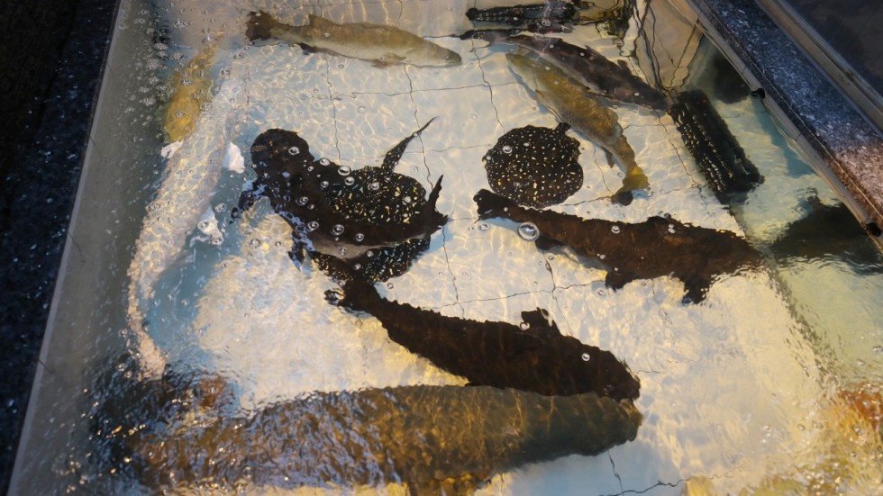 buôn bán động vật hoang dã ảnh 2 buon ban dong vat hoang da anh 2