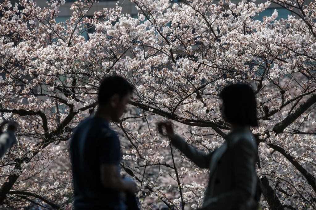 hoa anh dao o Nhat Ban anh 5