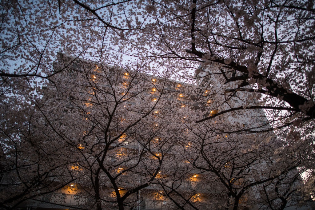 hoa anh dao o Nhat Ban anh 6