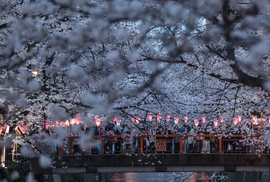 hoa anh dao o Nhat Ban anh 9