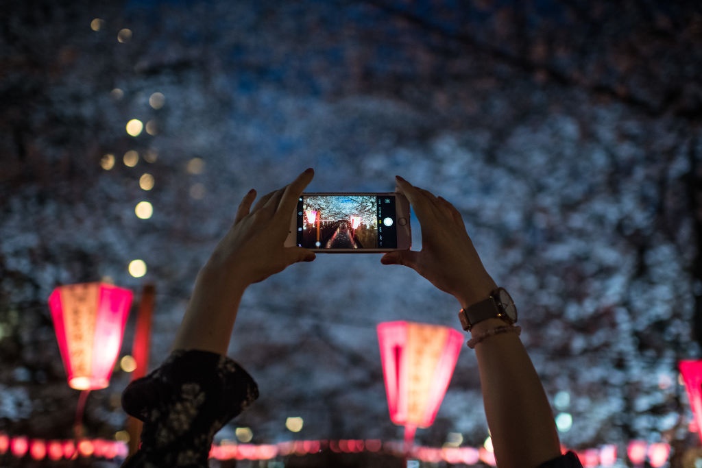 hoa anh dao o Nhat Ban anh 10