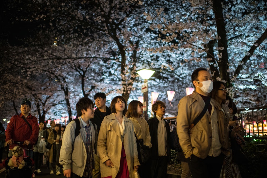 hoa anh dao o Nhat Ban anh 7