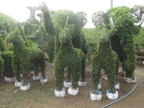 Kieng thu dang ngua bac trieu hut khach hinh anh